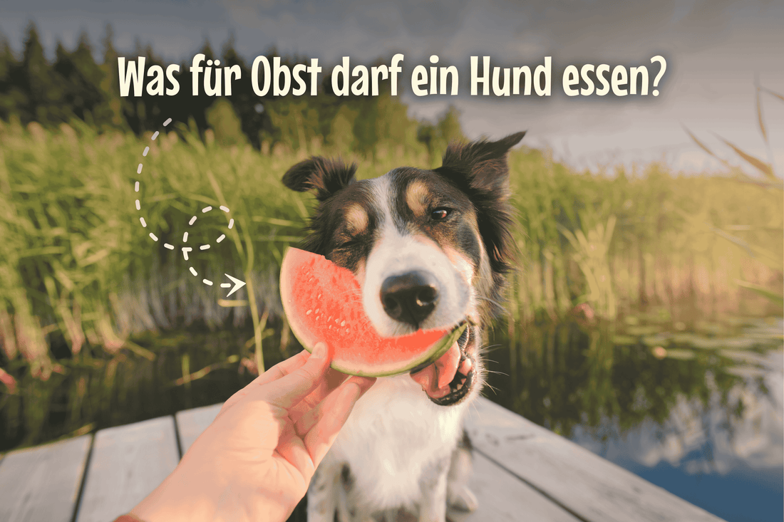 Was für Obst darf ein Hund essen?