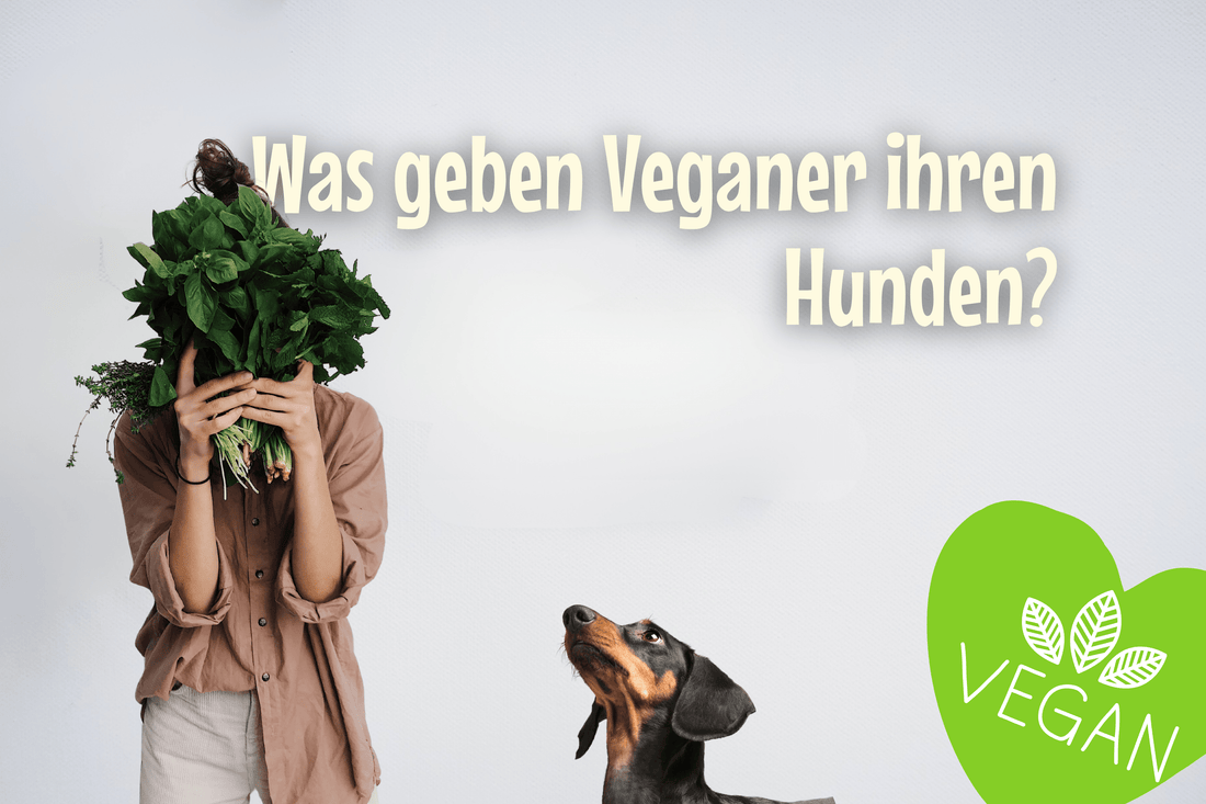 Was geben Veganer ihren Hunden?