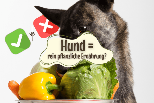 Sind Hunde für eine rein pflanzliche Ernährung gemacht?