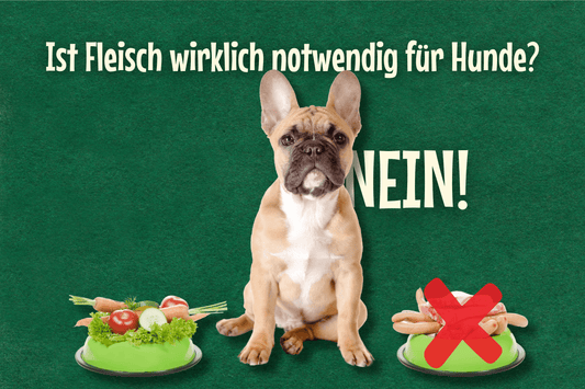 Ist Fleisch wirklich notwendig für Hunde?