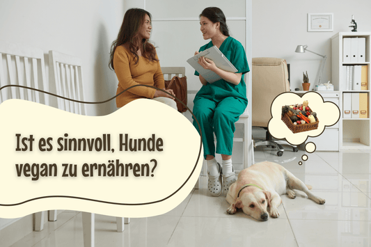 Ist es sinnvoll, Hunde vegan zu ernähren?
