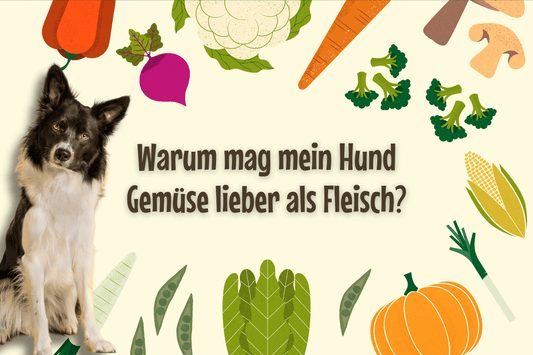Warum mag mein Hund Gemüse lieber als Fleisch?