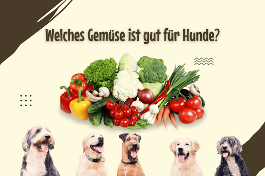 Welches Gemüse ist gut für Hunde?