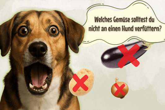 Welches Gemüse solltest du nicht an einen Hund verfüttern?