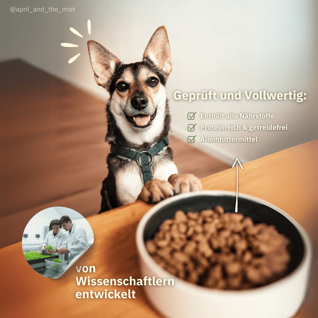 Häufige Mythen über veganes Hundefutter