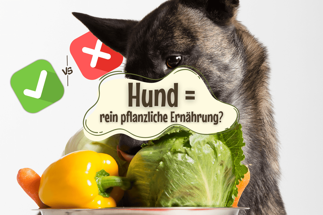 Sind Hunde für eine rein pflanzliche Ernährung gemacht?