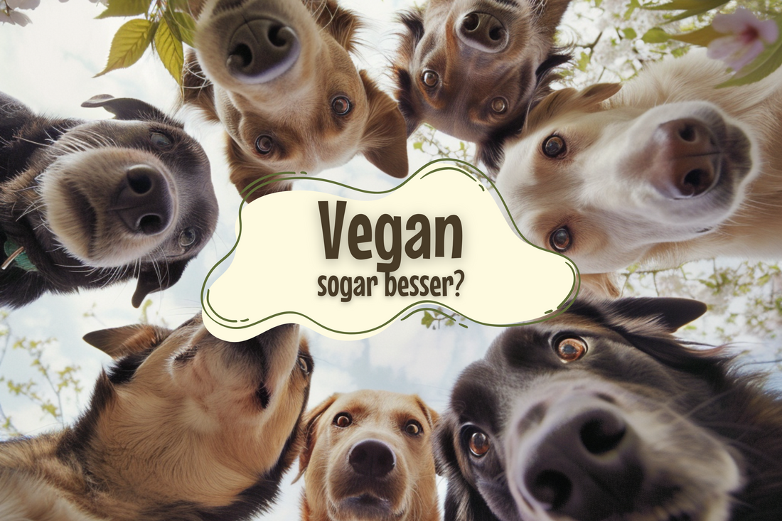 Warum veganes Hundefutter genauso gut, oder besser sein kann als konventionelles Fleisch Futter